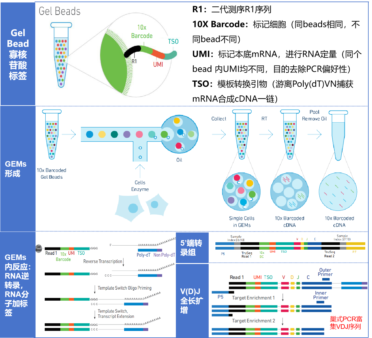 單細(xì)胞免疫組庫（V(D)J）測序