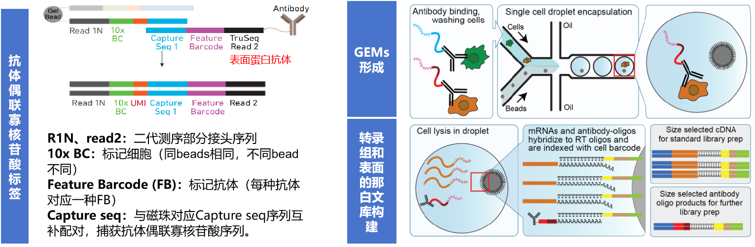 表面蛋白標(biāo)記（CITE-seq）