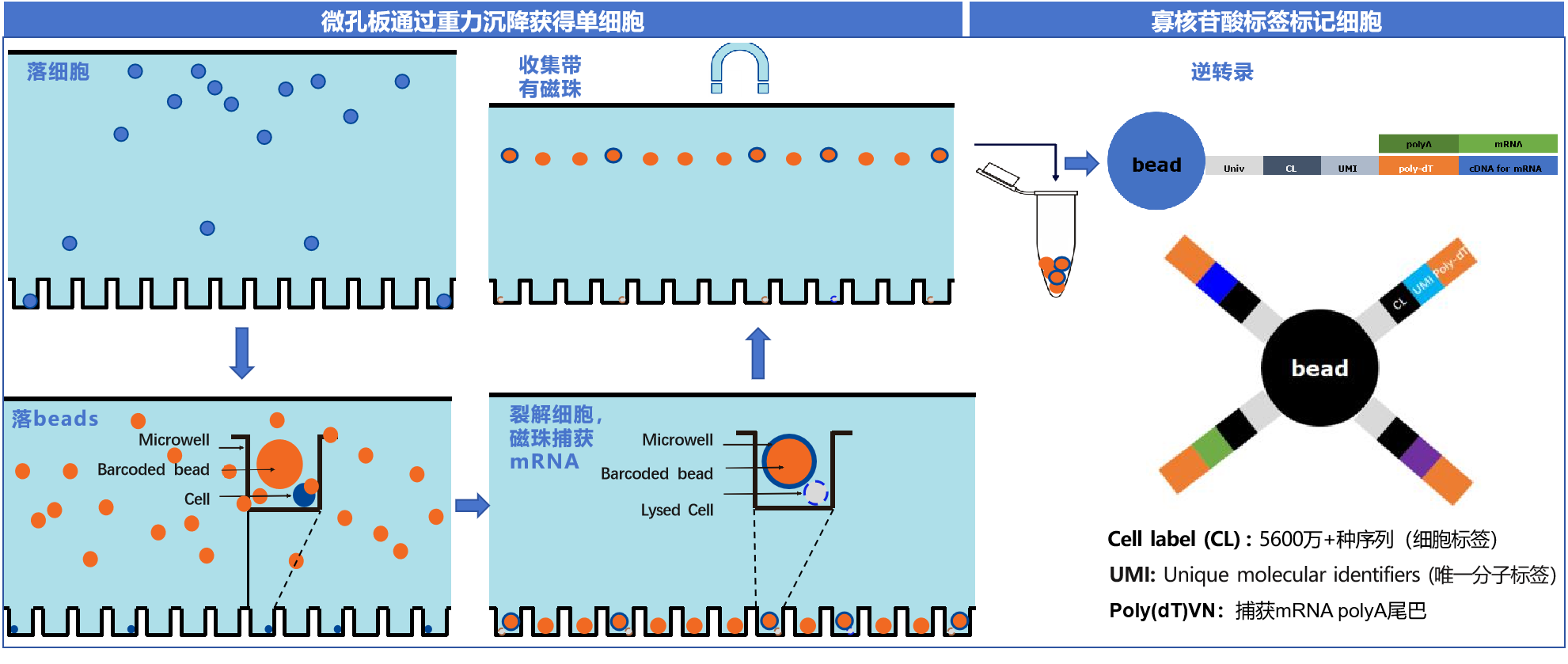 單細(xì)胞轉(zhuǎn)錄組測(cè)序