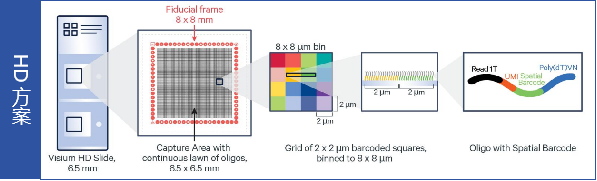 Visium HD（高分辨率）空間轉(zhuǎn)錄組測序