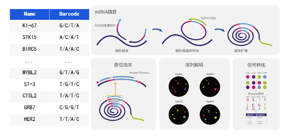 RNA原位測序（ISS）