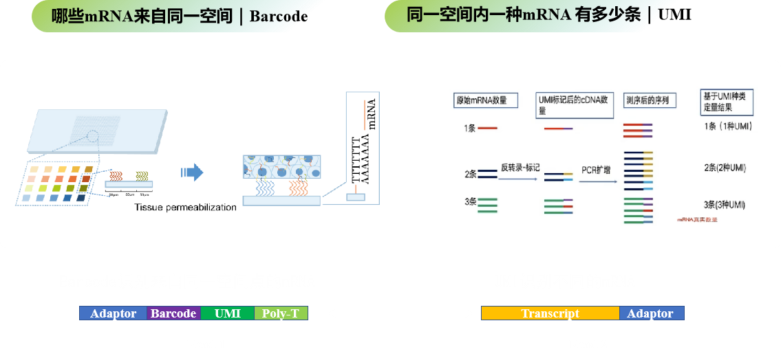 DynaSpatial空間轉(zhuǎn)錄組