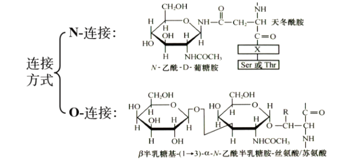 糖基化（N/O）修飾蛋白組學