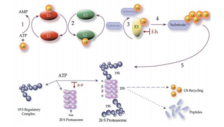 泛素化修飾蛋白組學