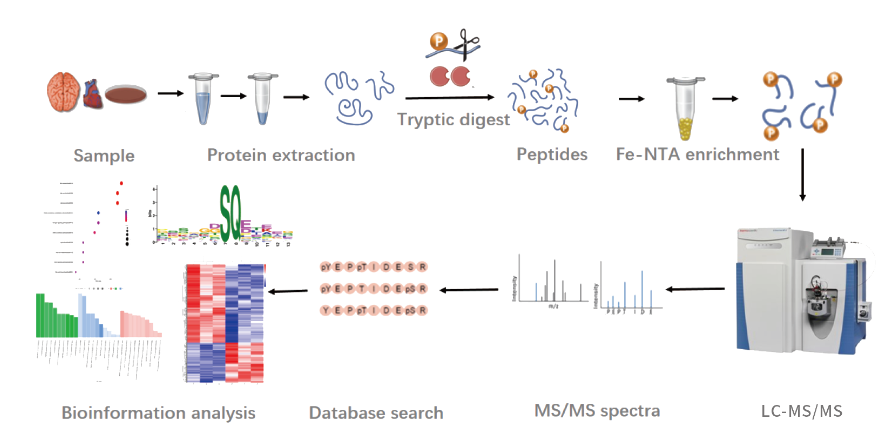磷酸化修飾蛋白組學