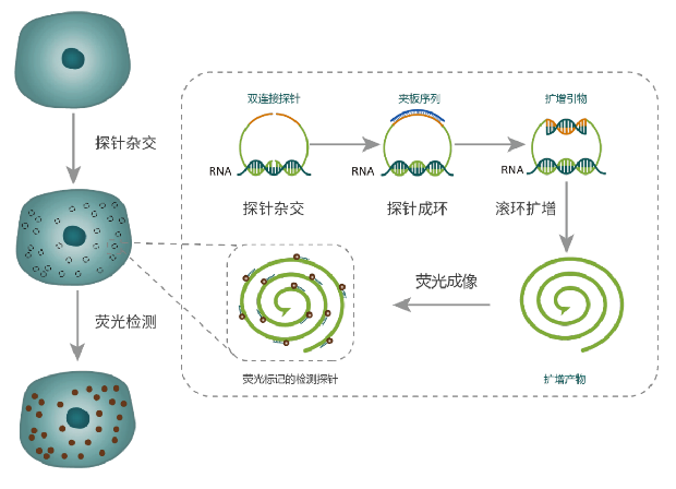 RNA熒光原位雜交（ISH）