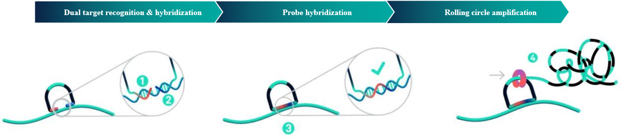 Xenium 單細胞空間轉(zhuǎn)錄組