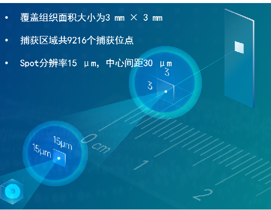 DynaSpatial HD（高分辨率）空間轉(zhuǎn)錄組測序