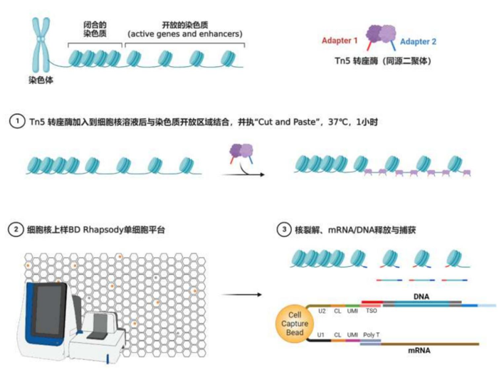 單細(xì)胞ATAC測(cè)序