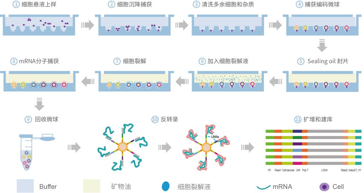 單細胞轉錄組測序