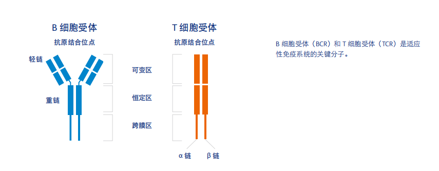 單細(xì)胞免疫組庫（V(D)J）測(cè)序